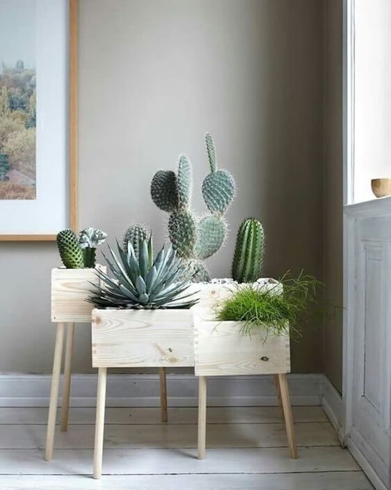 Arredare con le piante: angolo vintage con cactus