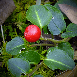 gaulteria - pianta coltivazione autunnale