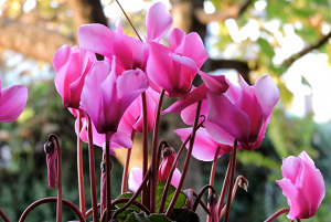 ciclamino- - pianta coltivazione autunnale