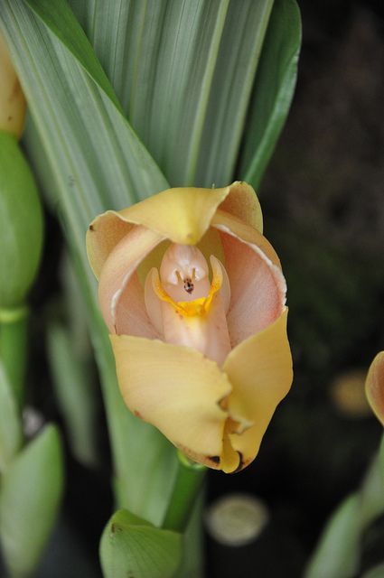 fiore bambino in fasce