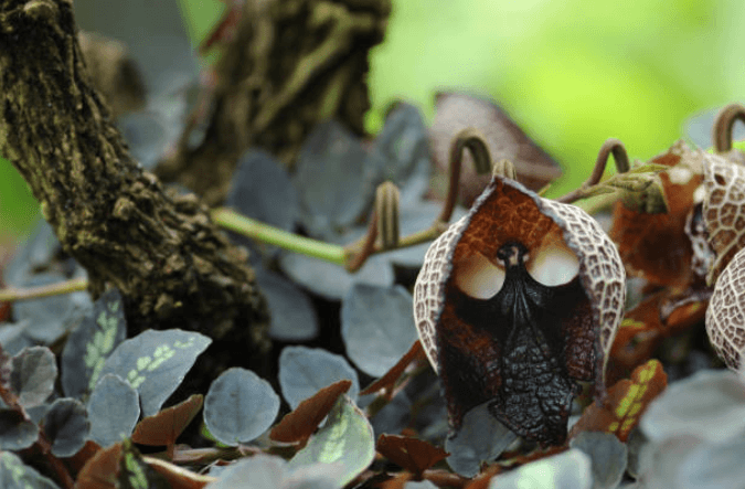 fiore teschio scorticato