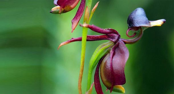 orchidea anatra volante