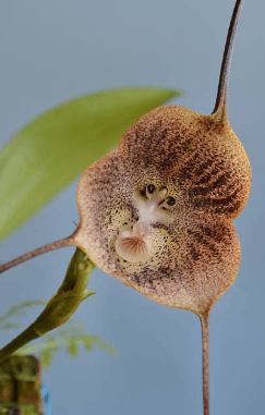 fiori curiosi orchidea faccia di scimmia