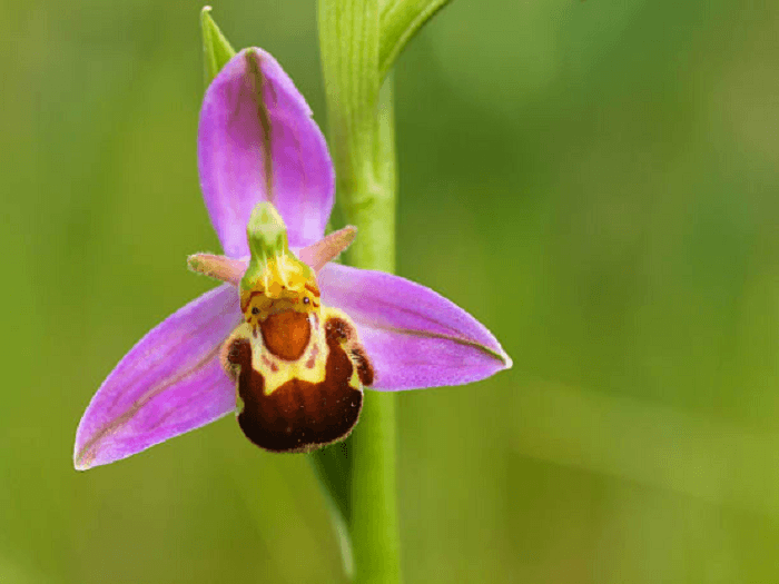 Ophrys Apifera orchidea fior di vespa