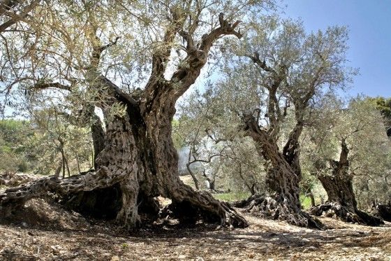 alberi più antichi del mondo Sisters Olive Trees of Noah