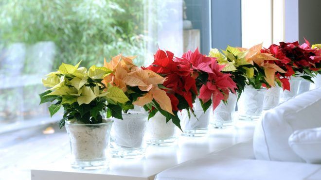 Stella Di Natale Princettia.Stella Di Natale Non Solo Rossa Cosmogarden